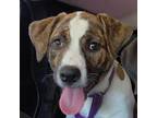 Adopt Corrine a Pit Bull Terrier