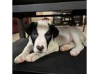 Adopt Fruita a Pit Bull Terrier