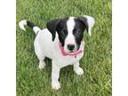 Adopt Francey a Pit Bull Terrier