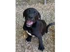 Adopt Winnie a Labrador Retriever, Boxer