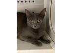Adopt Stella a Manx, Russian Blue