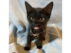 Adopt Toast 080202N a Domestic Short Hair