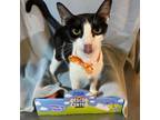 Adopt Toaster 080201N a Domestic Short Hair