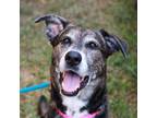 Adopt Lady a Shepherd