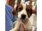 Adopt Abigail 080605S a Hound