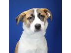 Adopt Amelia 080604S a Hound