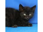 Adopt Mothra- 052206S a Domestic Short Hair