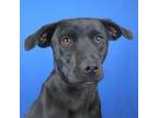 Adopt LambChop 072602S a Black Labrador Retriever