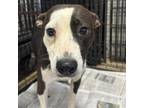 Adopt Matilda 080603S a Pit Bull Terrier