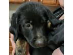 Adopt Mississippi Honey 080610S a Black Labrador Retriever