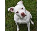 Adopt Desi a American Staffordshire Terrier