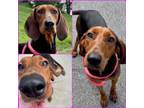Adopt JANET a Black and Tan Coonhound
