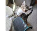 Adopt Duchess a Domestic Short Hair, Tabby