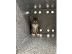 Adopt Candy a Domestic Short Hair