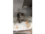 Adopt Minnie a Domestic Short Hair