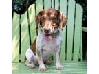 Adopt Birdie a Beagle