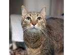 Adopt Cricket a Domestic Short Hair