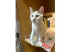 Adopt Twili24 a Domestic Short Hair