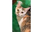 Adopt Tierny24 a Domestic Short Hair