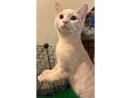 Adopt Tuppence24 a Domestic Short Hair