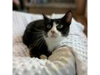 Adopt Wanda--In Foster a Domestic Short Hair