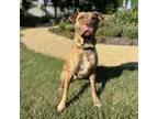 Adopt Queenie***ADOPTION PENDING*** a Pit Bull Terrier