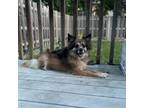 Adopt Etta Place--In Foster***ADOPTION PENDING*** a Australian Shepherd