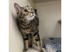 Adopt Briar a Domestic Short Hair