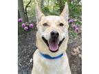 Adopt Tillie a Siberian Husky, Mixed Breed
