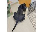 Adopt Mouse a Great Dane