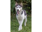 Adopt Indigo a Siberian Husky, Mixed Breed