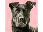 Adopt Allyson a Black Labrador Retriever, German Shepherd Dog
