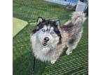 Adopt ROGUE a Husky