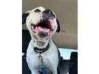 Adopt Diva a Pit Bull Terrier