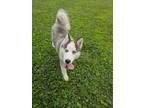 Adopt Jewel a Siberian Husky