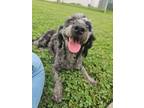 Adopt Ashley a Poodle