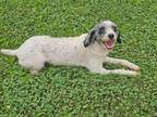 Adopt Carley a Poodle