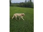 Adopt June a Yellow Labrador Retriever