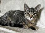 Adopt Chex a Domestic Short Hair