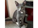 Adopt Ruffles a Domestic Short Hair