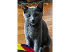 Adopt Pringles a Domestic Short Hair