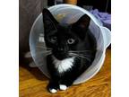 Adopt Taki a Domestic Short Hair