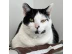 Adopt Andi a Domestic Short Hair