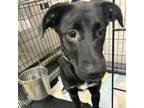 Adopt Cheesy a Labrador Retriever, Mixed Breed