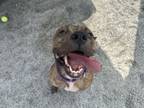 Adopt Queen Frostine a Mixed Breed
