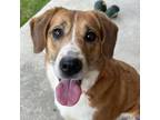 Adopt Dream a Beagle