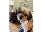 Adopt Maddie a Yorkshire Terrier, Mixed Breed