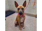 Adopt Amber Day a Mixed Breed, Pit Bull Terrier
