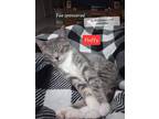 Adopt Fluffy a Domestic Short Hair