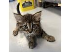 Adopt Twinkie a Domestic Short Hair